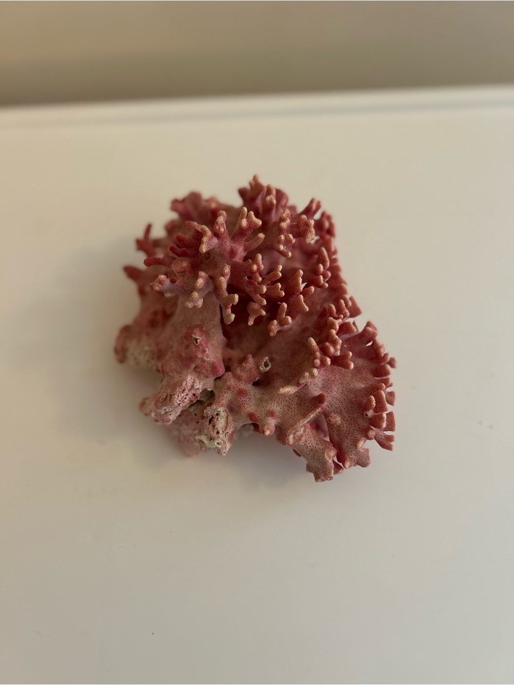 Coral Reef Accent Piece in Deep Natural Pink - Decorative Home AccentBeautiful
